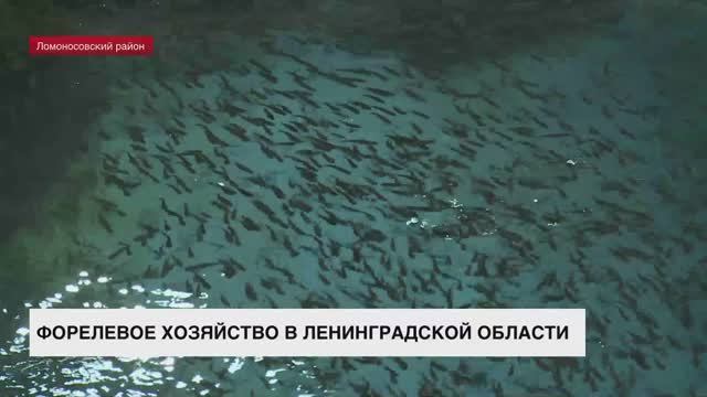 Как выводят новые породы рыб в форелевых хозяйствах Ленобласти