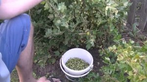 Крыжовник зеленый -  сорт "Царский".