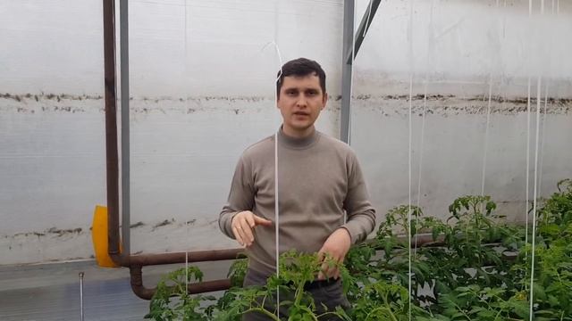 ЭФФЕКТИВНЫЙ МЕТОД БОРЬБЫ С БЕЛОКРЫЛКОЙ, ТУТОЙ АБСОЛЮТОЙ, КЛЕЩАМИ, СОВКОЙ смотреть онлайн