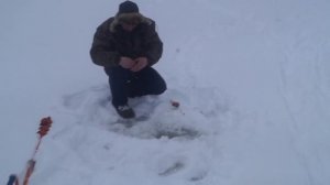 Рыбалка на Пинеге зимой, Пинежский Хариус (отчет для Степана Ивановича)