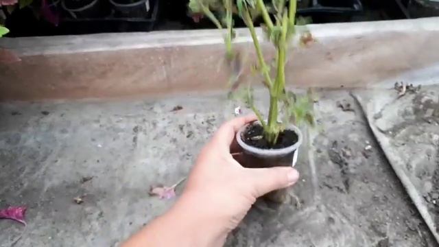 Еще раз о посылках! смотреть онлайн