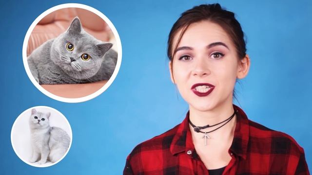 ТОП-10 САМЫХ ПОПУЛЯРНЫХ ПОРОД КОШЕК смотреть онлайн