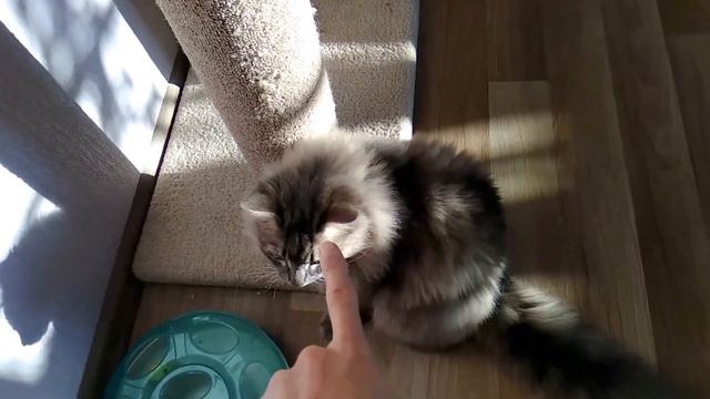 Ах, эти жёлтые глаза, меня пленили... смотреть онлайн