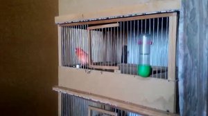 Красные Канарейки.Красавчик Поет! Пение Кенара.Разведение.Canary Singing