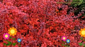 Барбарис тунберга Дартс Рэд Леди. Краткий обзор, описание berberis thunbergii Dart`s Red Lady