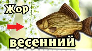 Когда начинается весенний жор у карася? Когда массово начинает клевать карась?