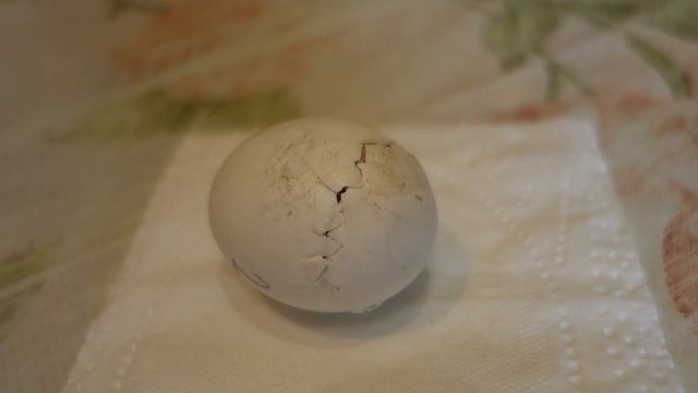 Вылупление птенца сине желтого ары. смотреть онлайн