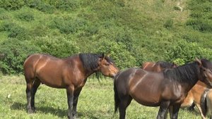 Жеребец тестирует кобыл