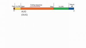 Start and stop Codons.mp4