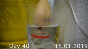 КАК ПРОРАСТИТЬ АВОКАДО ИЗ КОСТОЧКИ. Grow avocado from seed