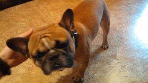 Французский бульдог хрюкает от удовольствия.