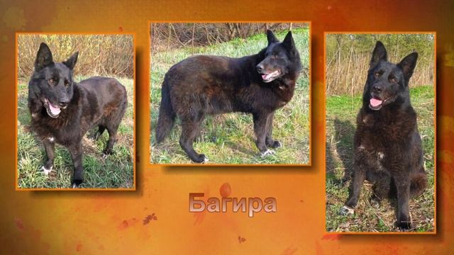 Ильинка приют для животных Санкт - Петербург смотреть онлайн