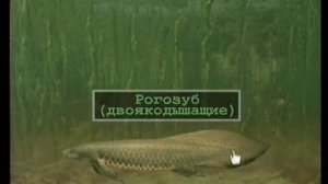 Эволюция: Эволюция рыб