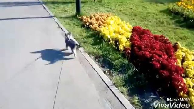 УТРЕННЯЯ ПРОГУЛКА моей собаки смотреть онлайн