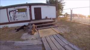 Американский стаффордширский терьер охотится на котов!