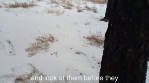 Сбор СЕРЫ (живицы), как бизнес идея