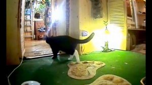 домашняя зоогостиница Джунгли для котов