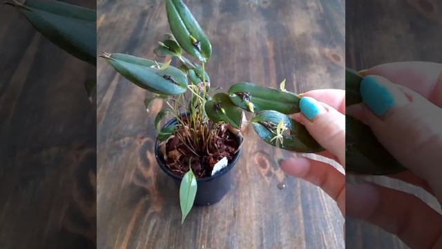 Pleurothallis geographica - как выращивать плевроталлисы? смотреть онлайн