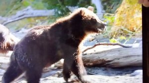 Бурые медведи на Камчатке . Охота на лосося Видео