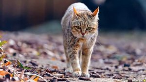 НИКОГДА НЕ ДЕЛАЙТЕ ЭТО СО СВОЕЙ КОШКОЙ! Почему нельзя удалять кошкам когти..