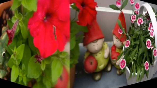 Балконные цветы