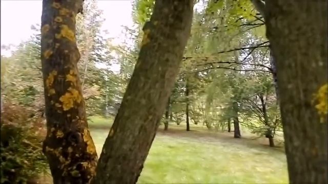 Как избавиться лишая на плодовых деревьях и кустарниках смотреть онлайн