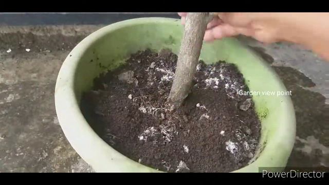 How to get huge flower on hibiscus plant in summer/Hibiscus plant care tips/Get more flower смотреть онлайн