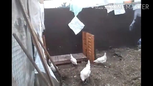 Начали строить домик для барашков 😱🐑 смотреть онлайн