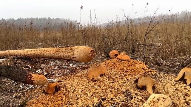 НАЧАЛОСЬ! ПЕРВЫЕ ГРИБЫ, ЧЕРЕМША, ЧАГА, РОГА! смотреть онлайн