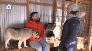 Как живут ездовые собаки. Экспресс туризм | Утренний Экспресс