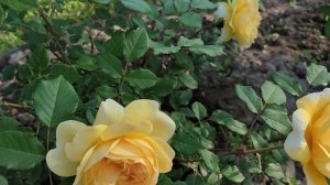 ?Роза "The Poets Wife"(" Жена поэта"), D. Austin, 2014г.