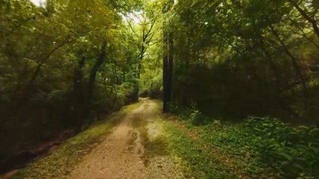 Песня "Летние цветы" слова В. Степанова музыка Т. Попатенко #лето #песнидетям