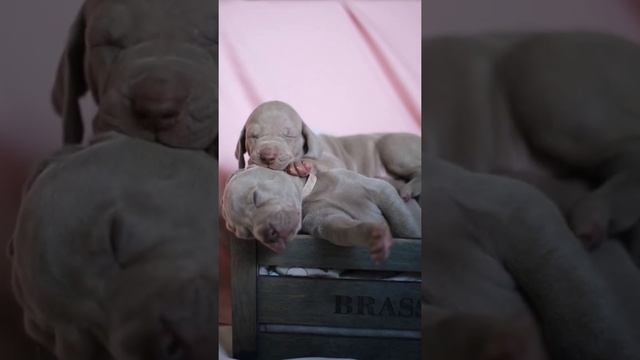 Щенки веймаранера (веймарская легавая),  питомник Belfegorus,  weimaraner puppies,Belfegorus kennel