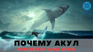 Почему акул привлекает человеческая кровь?