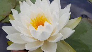 Нимфея White Sensation (nymphaea White Sensation)
