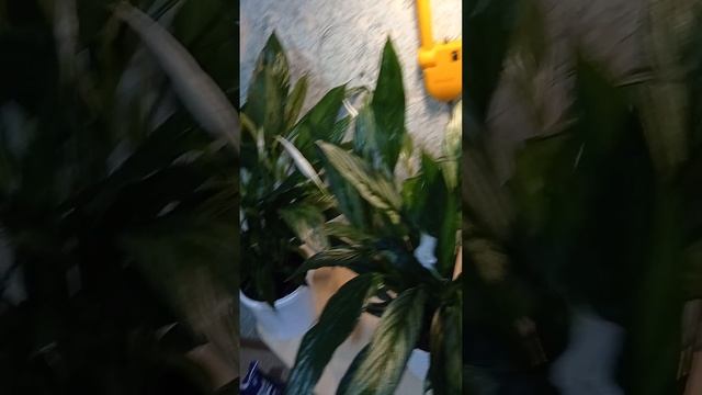 Спатифиллум (женское счастье) "Серебристый Купидон" смотреть онлайн