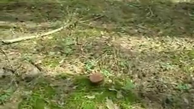 Грибалка 24 сентября 2011 г. смотреть онлайн