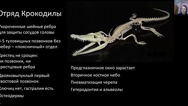 Зоология.  Лекция 15.  Архозавры