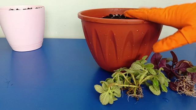 На перспективу: первый цветочный микс