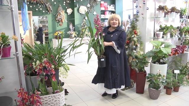 НЕОБЫЧНЫЕ СОРТА ОРХИДЕЙ смотреть онлайн