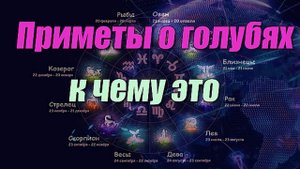 Приметы о голубях к чему это ️️️