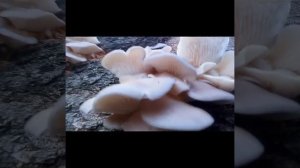 Wild Edible Pleurotus Mushroom