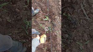 Посадка картофеля без лопаты. 2 приспособления.