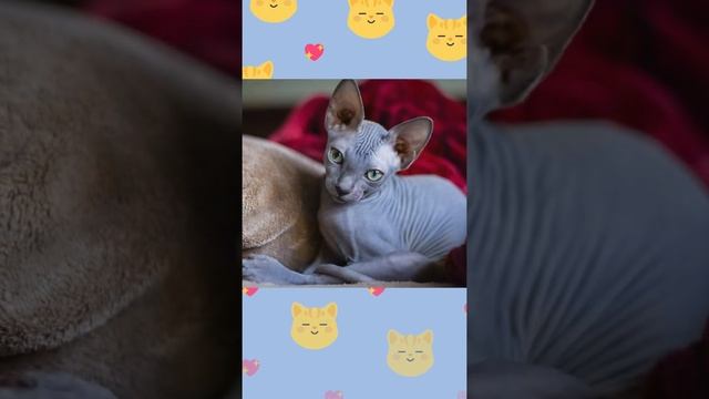 Дворик Красоты Какую хочешь КИСКУ, Лазерная Диодная Эпиляция смотреть онлайн