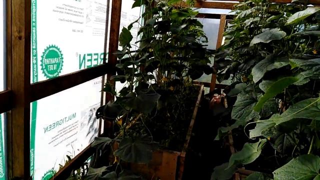 Утро. Деревенские будни. Наши огурцы, помидоры, арбузы.