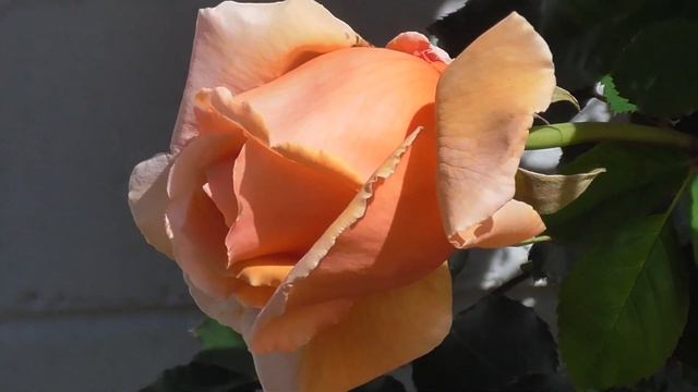 Just Joey Roses смотреть онлайн