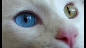 Белые коты с разными глазами.wmv