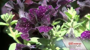 Лучшие цветы мира. Петуния "Мистическое небо" (сортосерия Бонни). Компания Selecta 2020.