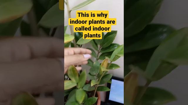 indoor plants in direct sunlight. zz plant sunlight requirements.