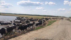 Коровы в поле России